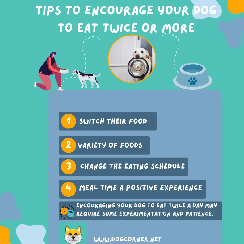 Tilskynd din hund til at spise to gange