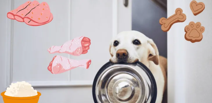 Да ли је у реду да мој пас једе само једном дневно?