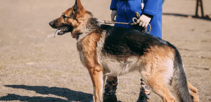 Un chien sans laisse s'approche de vous pendant que vous promenez un chien