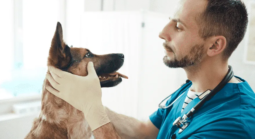 Zabierz mojego psa do weterynarza