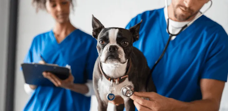 Amb quina freqüència he de portar el meu gos al veterinari