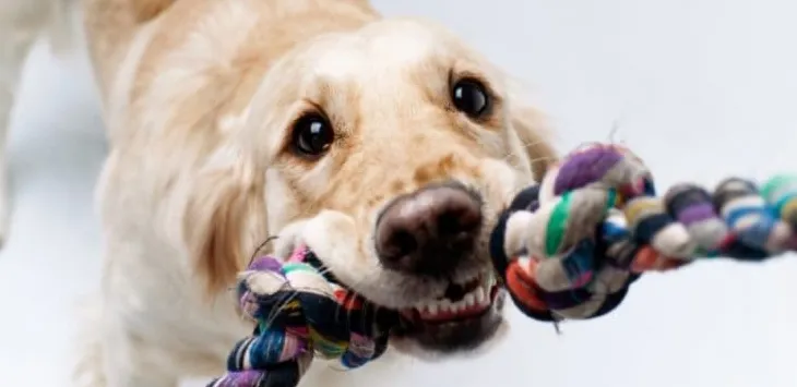 10 zabawnych gier dla psów w pomieszczeniach