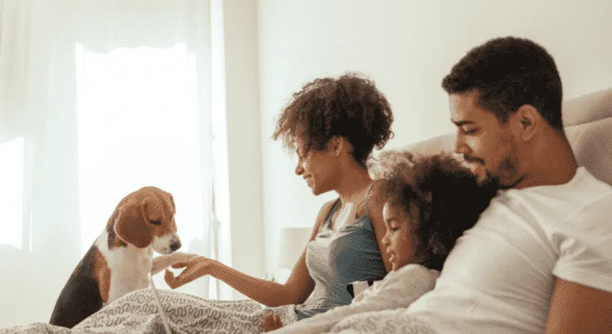 tempat tidur keluarga anjing