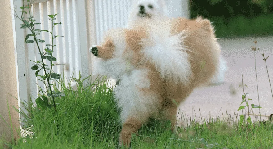 Anjing pergi ke toilet