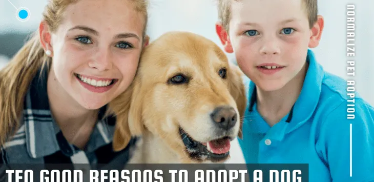 10 dobrych powodów, aby adoptować psa