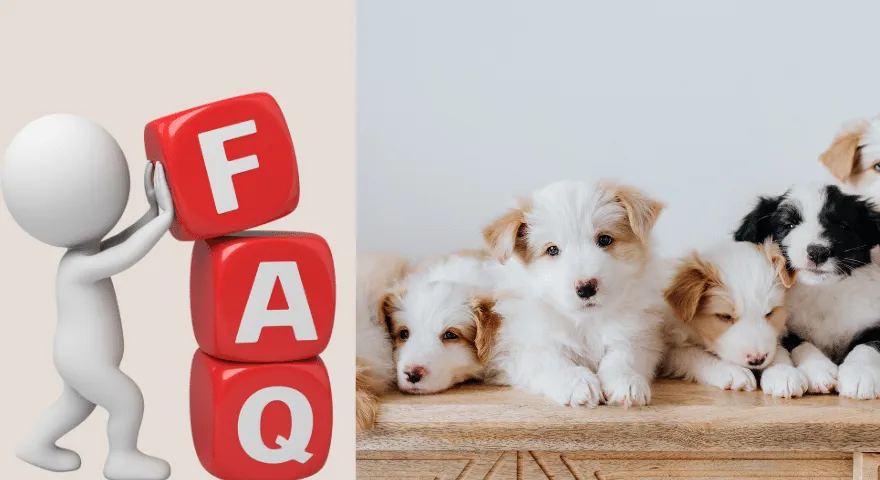 faqs Czy szczenięta mogą opuścić matkę w 7 tygodniu życia?