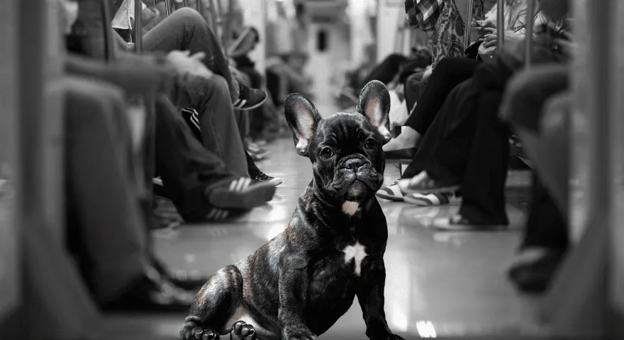 Zabierz ze sobą psa do metra