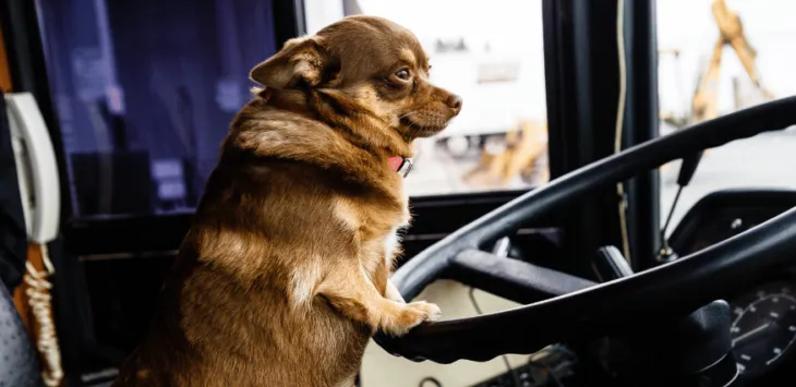 Czy psy mogą korzystać ze środków transportu publicznego?