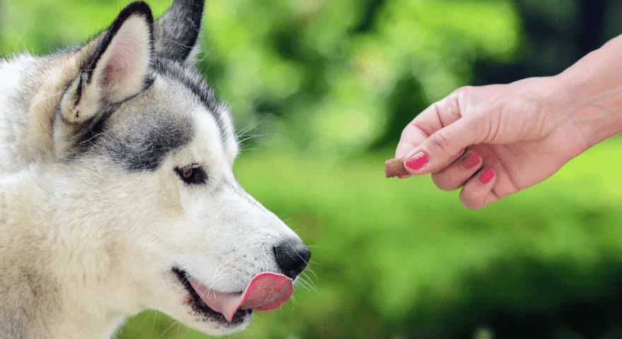 Korzyści z ręcznego karmienia psów