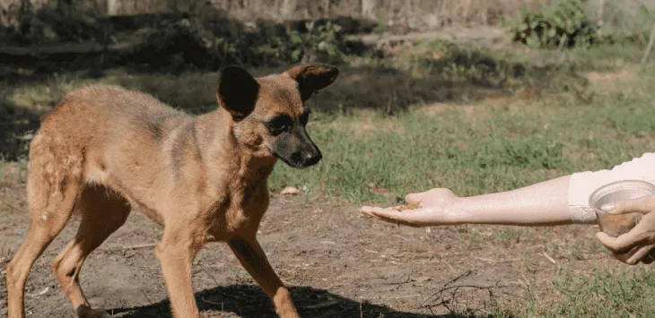 Korzyści z ręcznego karmienia psów