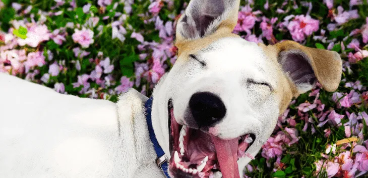 Знаци да је ваш пас срећан