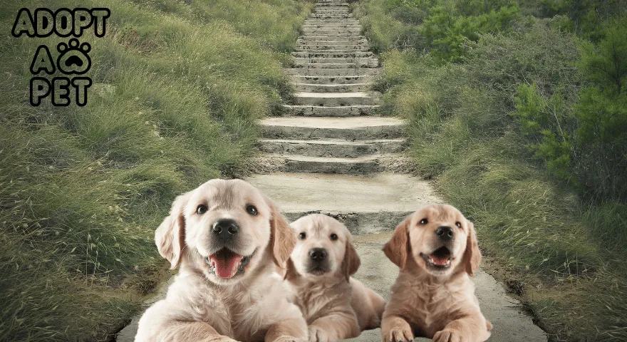 Iegūstiet kucēnu 6 nedēļu vecumā