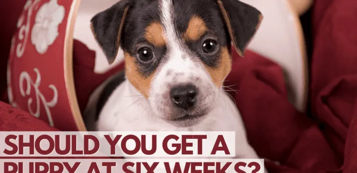 Vai jums vajadzētu iegūt kucēnu 6 nedēļu vecumā?