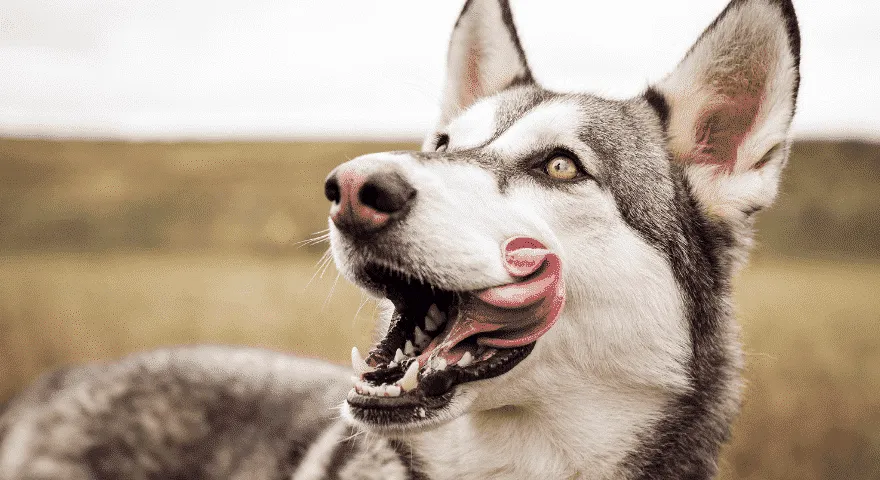 Dudorok a kutyája ajkán