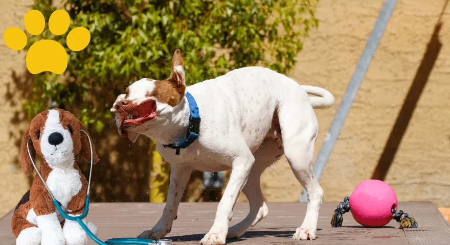 Gyakori ajakproblémák kutyáknál