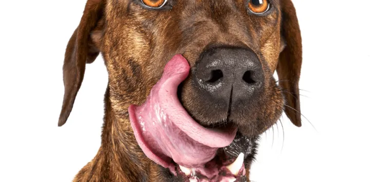 Odhaľovanie tajomstva: Majú psi pery