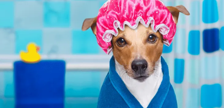 Koszt pielęgnacji psa