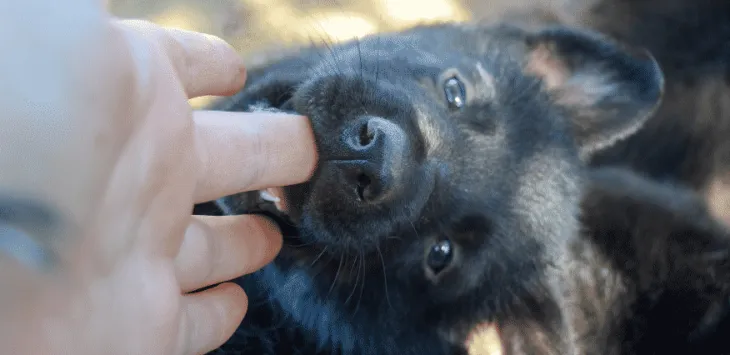 Штенци који превише гризу