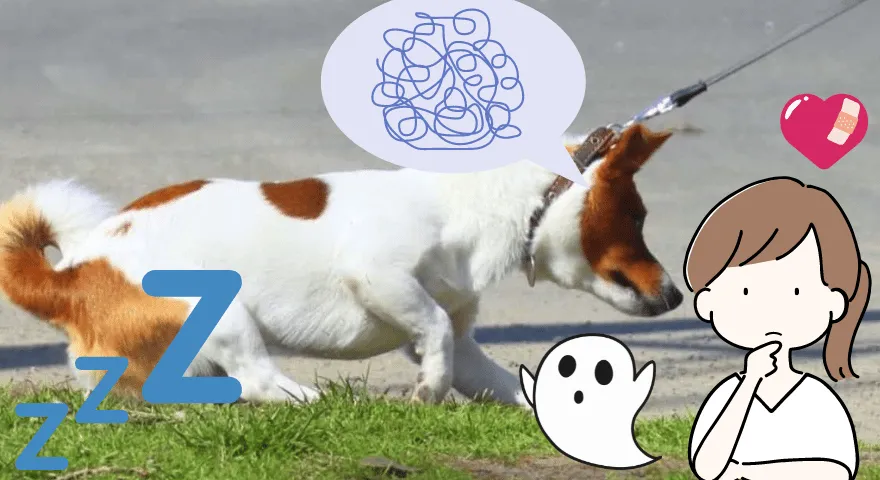 Powody, dla których pies przestaje chodzić