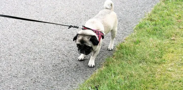 Пас престаје да хода и неће да се креће