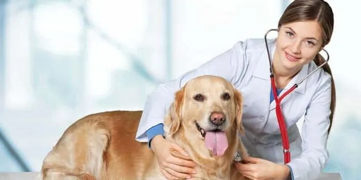 Omkostninger til at bedøve en hund til negleklipning