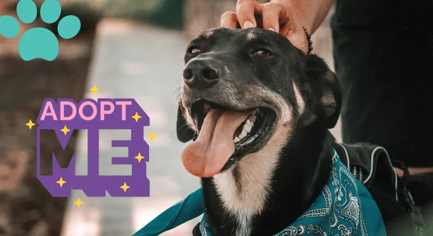 Τα οφέλη της υιοθεσίας ηλικιωμένων σκύλων