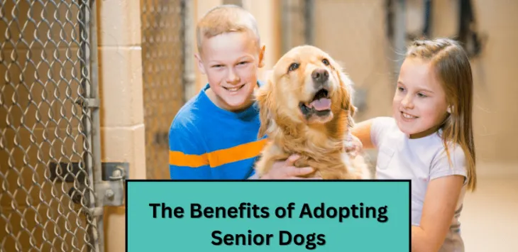 Τα οφέλη της υιοθεσίας ηλικιωμένων σκύλων