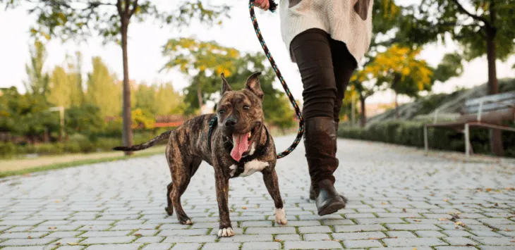Jak szybko mogę wyprowadzać psa po kastracji
