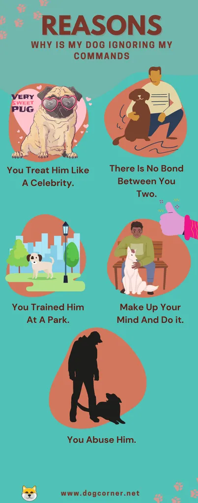 내 개가 내 명령을 무시하는 이유