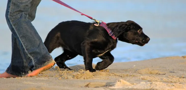 Waarom negeert mijn hond mijn commando's?