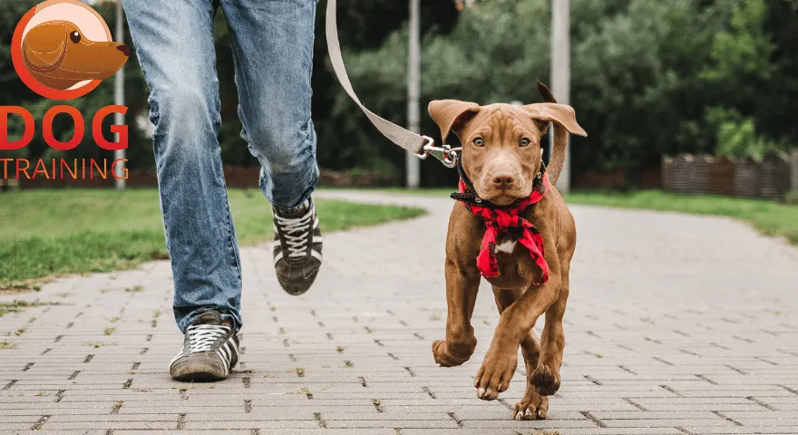 Jak wytresować psa, aby chodził obok ciebie