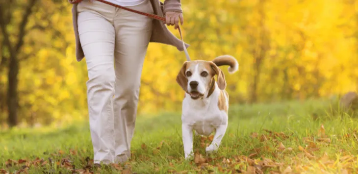 Jak wytresować psa, aby chodził obok ciebie