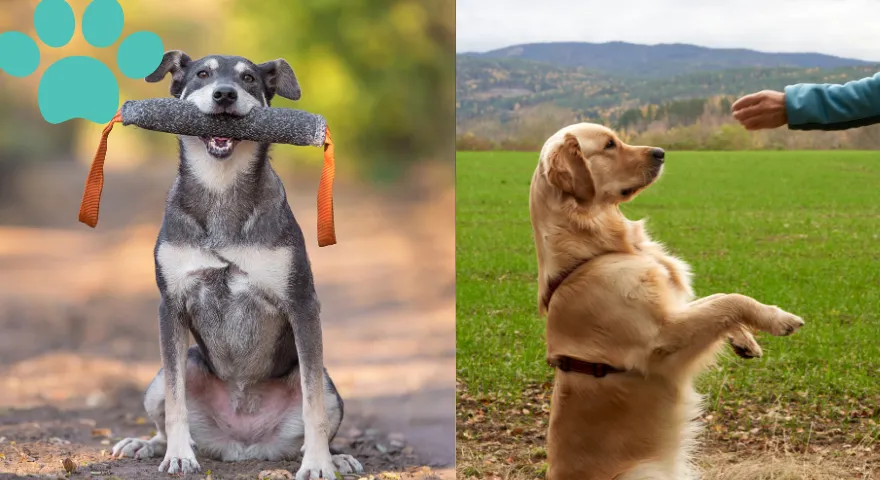 Specializuotos dresūros metodai daug energijos išnaudojantiems šunims