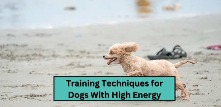 טכניקות אילוף יעילות לכלבים בעלי אנרגיה גבוהה