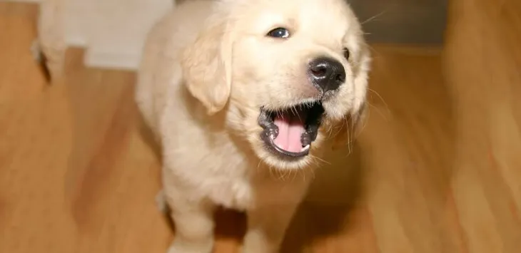 Jak wytresować szczeniaka, aby nie szczekał