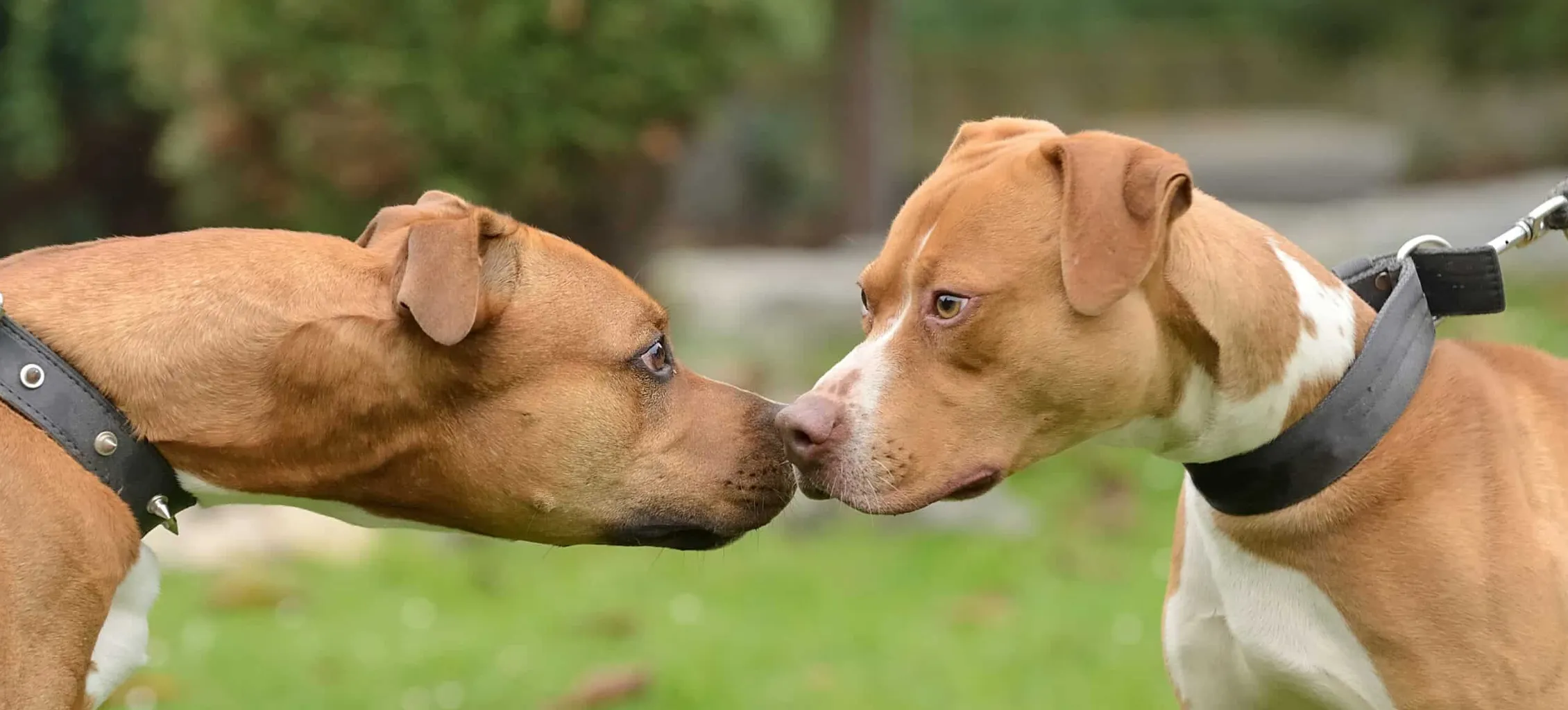 Cómo entrenar a un perro agresivo: una guía completa