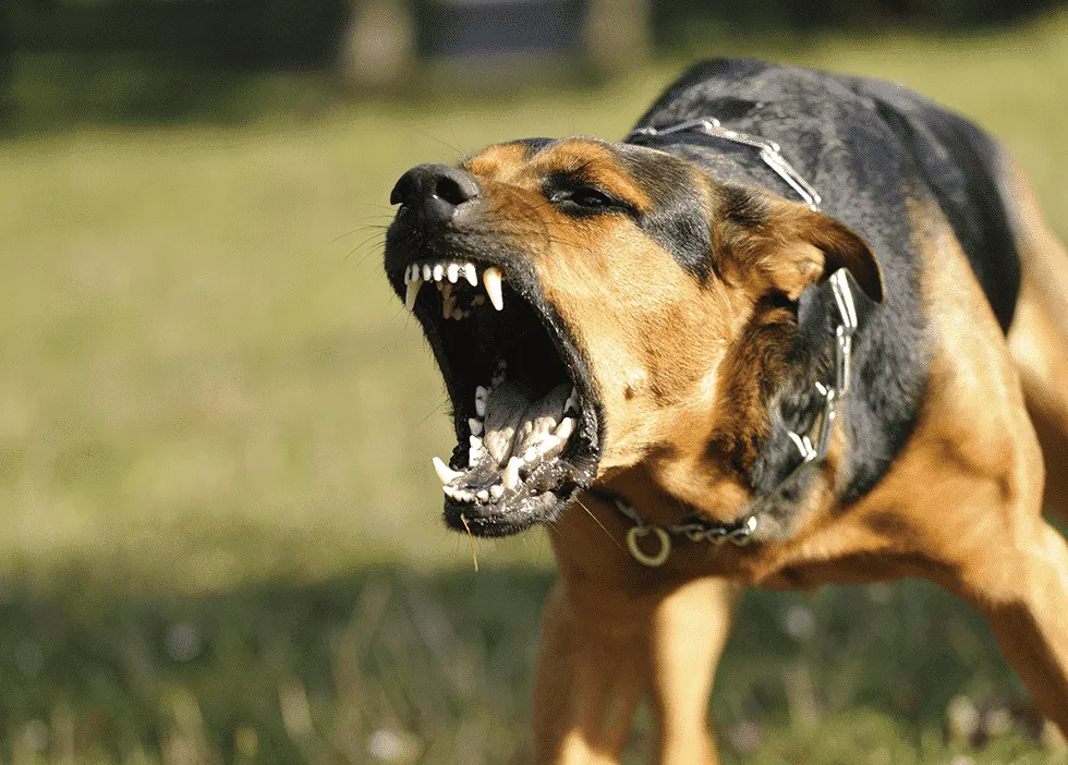 Cómo entrenar a un perro agresivo: una guía completa