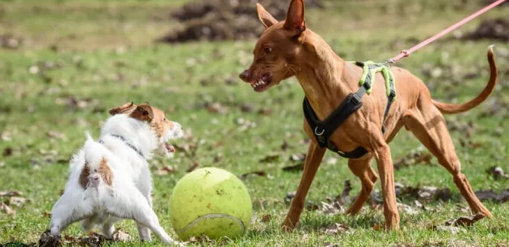 Cómo entrenar a un perro agresivo: una guía completa