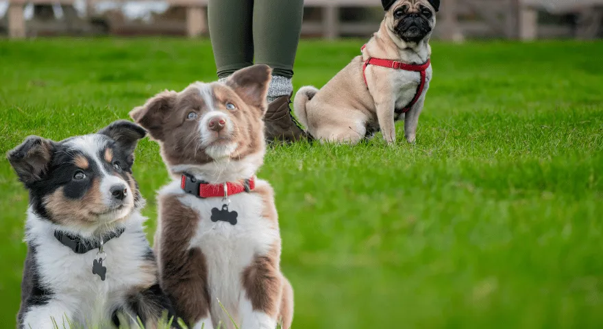 Naucz szczeniaka chodzić