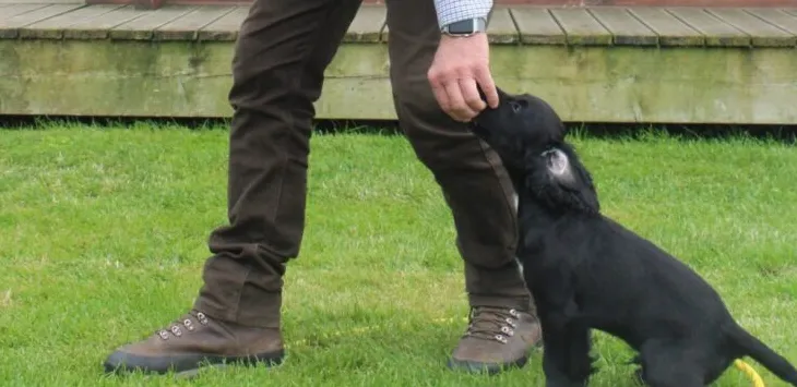 Jak nauczyć szczeniaka chodzenia na piętach