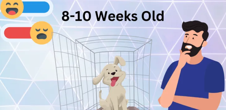 Szkolenie szczeniąt w wieku 8–10 tygodni
