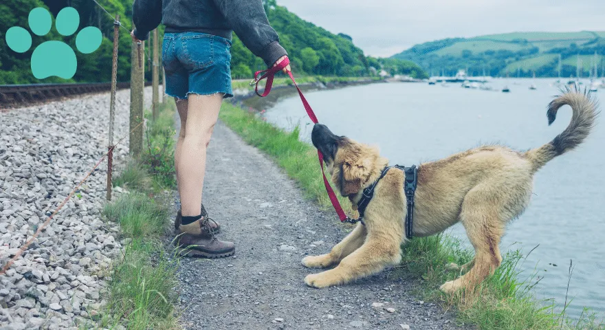 Techniki szkoleniowe w zakresie agresji na smyczy u psów' title='Techniki szkoleniowe w zakresie agresji na smyczy u psów