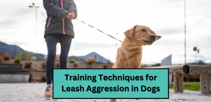 Techniki szkoleniowe w zakresie agresji na smyczy u psów