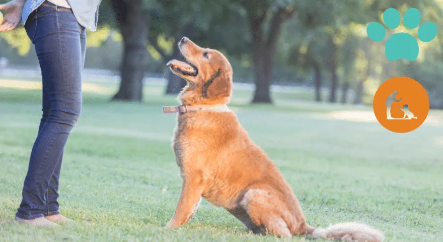Обука послушности