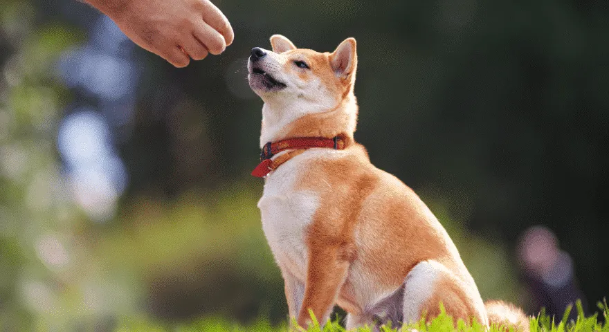 addestramento del cane