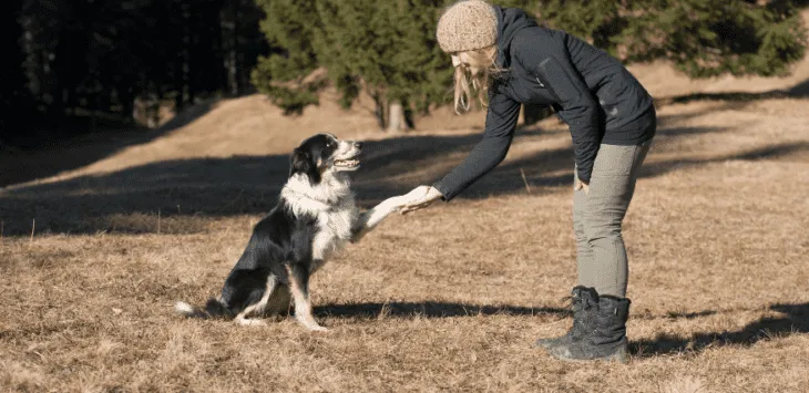 7 tips voor het trainen van tophonden. Effectief en succesvol.