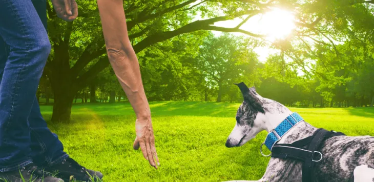 Kuidas õpetada koera pikali heitma