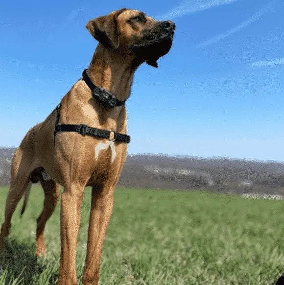 Obroża szkoleniowa do pielęgnacji psa