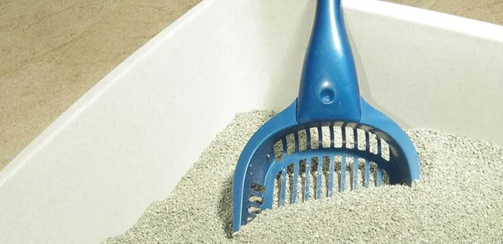 Addestrare un cane con la lettiera: pro e contro