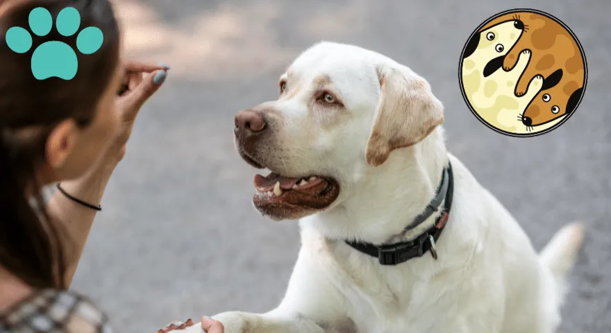 Szkolenie psa z problemami agresji pokarmowej' title='Szkolenie psa z problemami agresji pokarmowej